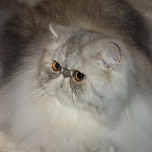 Svajone's Darling-of-Fortune