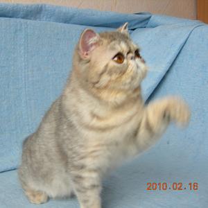 Svajone's Neris