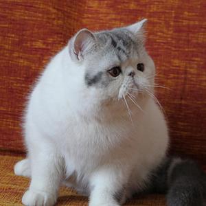 Svajone's Romeo