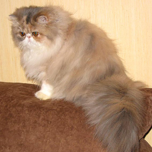 Kis'Herbas Issima of Svajone