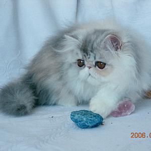 Svajone's Cinderella