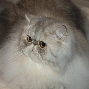 Svajone's Darling-of-Fortune