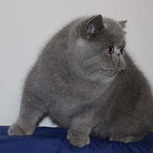 Svajone's Sapphire