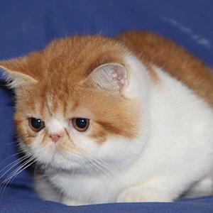 Svajone's Garfield's Baby