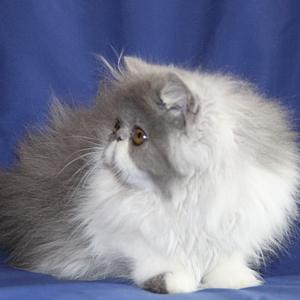 Svajone's Nina