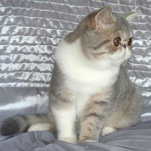 Svajone's Sheila