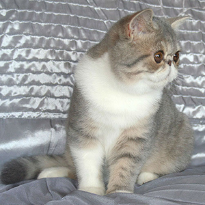 Svajone's Sheila