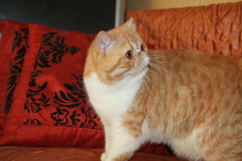 Mellowcherry Kaieteur of Svajone