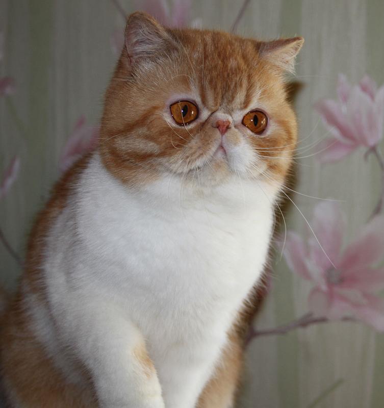Mellowcherry Kaieteur of Svajone