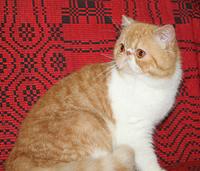 Mellowcherry Kaieteur of Svajone