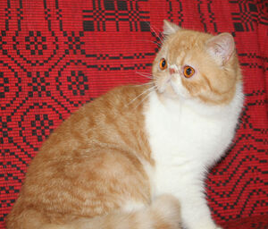Mellowcherry Kaieteur of Svajone