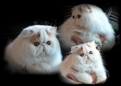 Divination Boss of Fashioncat