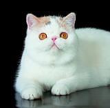 Cat'Studio Toy Tootsie