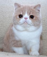 Prestega Arnie of Cat'Studio