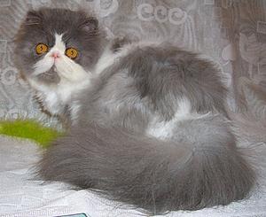 Cat'Studio Yo-Yo