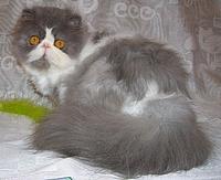 Cat'Studio Yo-Yo