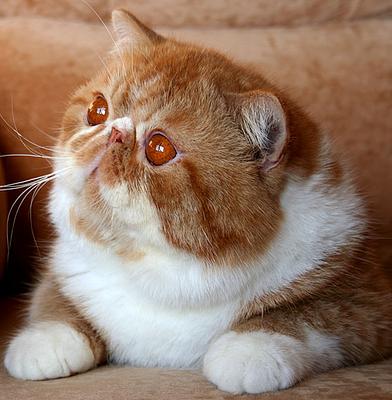 Kuorii Garfield of San-Fe