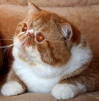 Kuorii Garfield of San-Fe