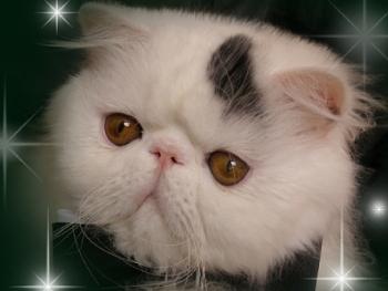 Catparty's Shimmer of Starbabies