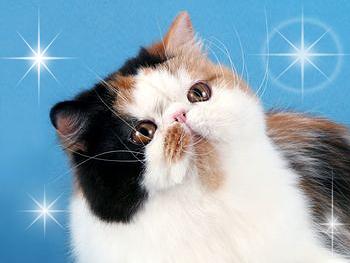 Dark Diamond Sweet Me of Starbabies DM