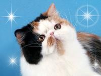 Dark Diamond Sweet Me of Starbabies DM