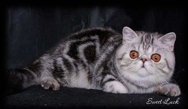 Sweet Luck Tiger-Sun of Kis'Herbas