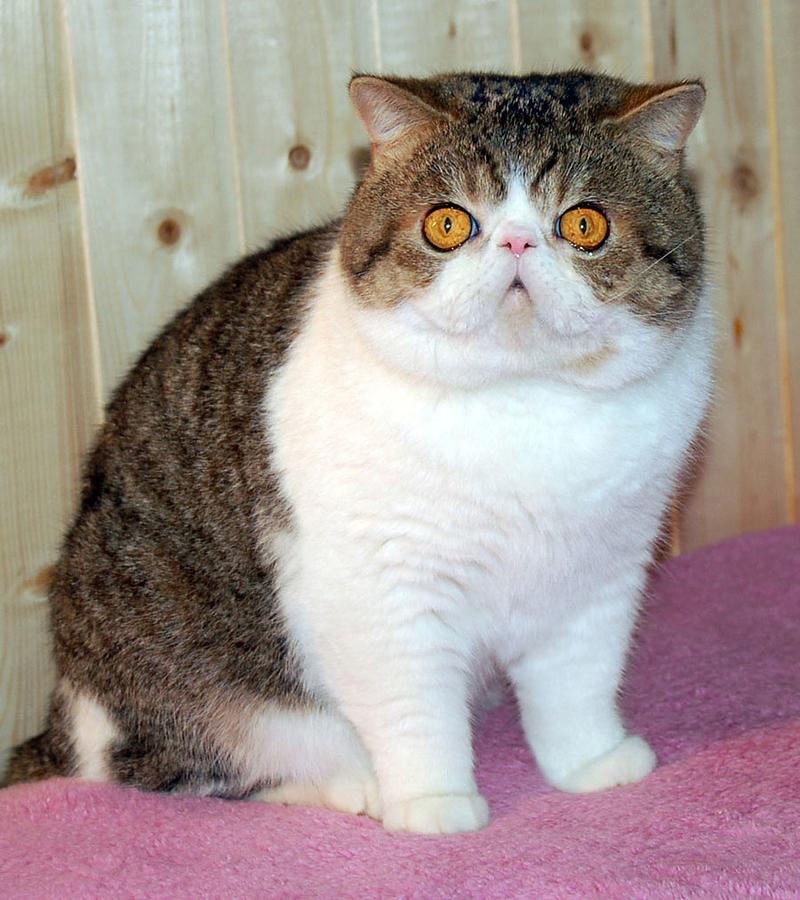 Dega-Bulu's Casper