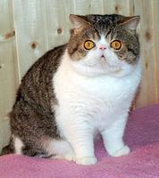 Dega-Bulu's Casper