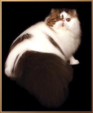 Ocalicos Waltzing Matilda DM