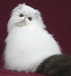 Catillak's Marshmallow of Catparty