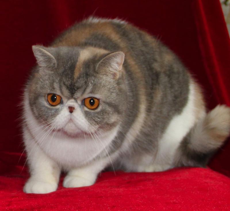 Malinka Zarina