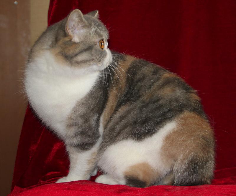 Malinka Zarina