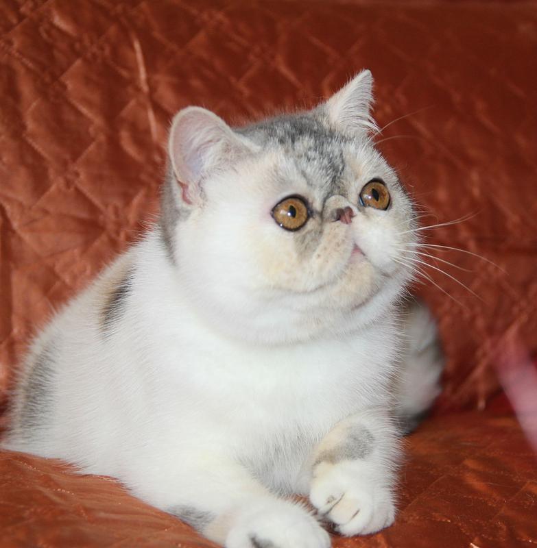Svajone's Charming Girl
