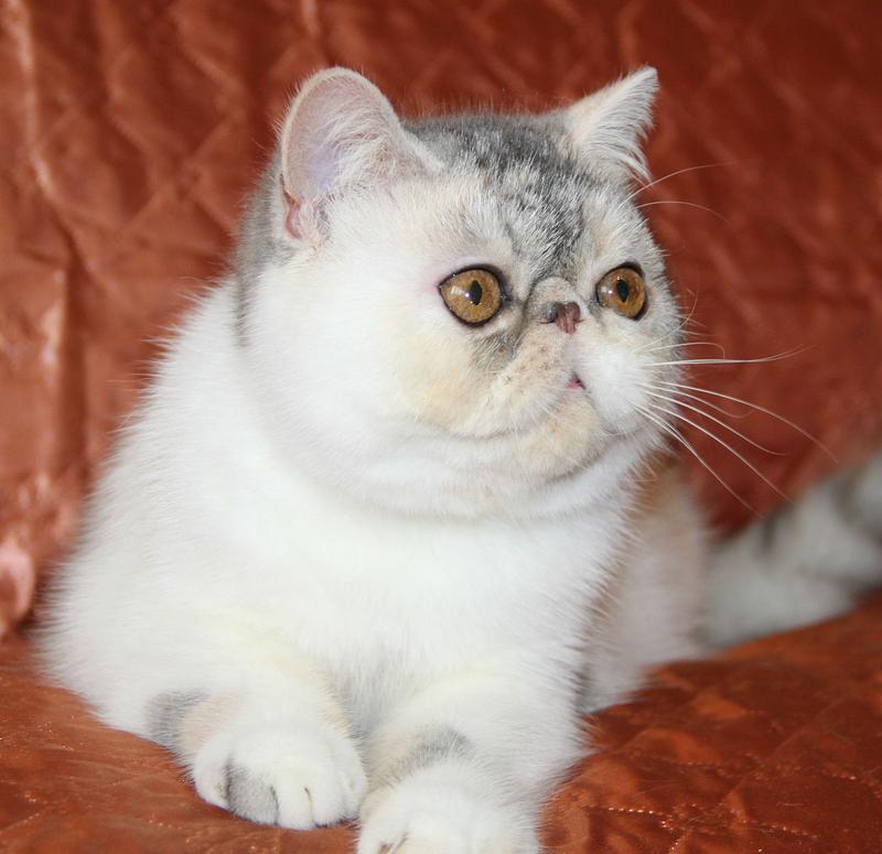 Svajone's Charming Girl