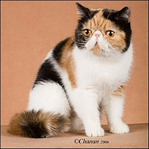 Calivan's Pretty Woman DM