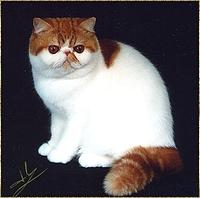Desmin Daina of San-Fe