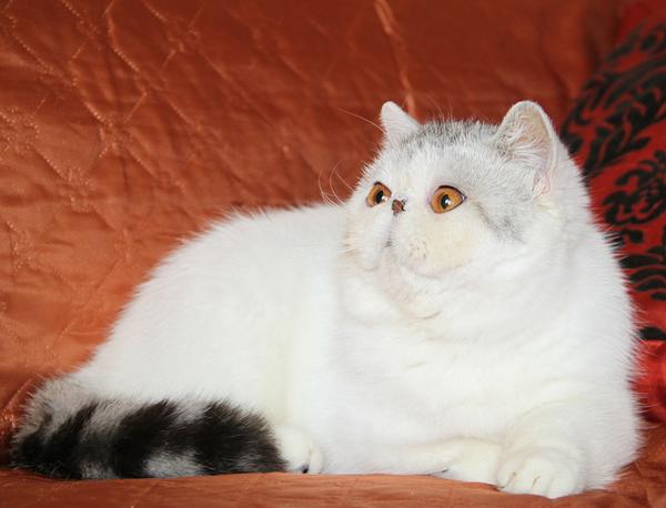 Svajone's Charlis