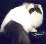 Harwood Denaro
