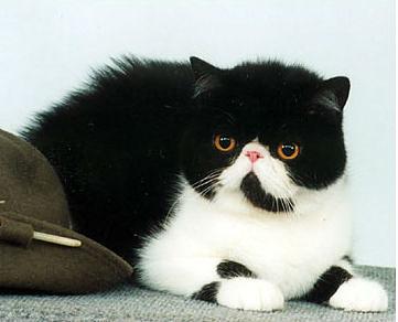 Wiking Panda of Catica