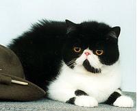 Wiking Panda of Catica