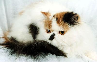 Tessa Panda of Catica