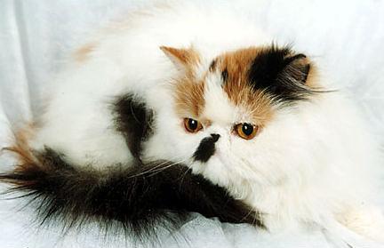 Tessa Panda of Catica