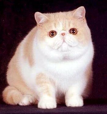 Dega-Bulu's Lil Dutch Boy of Heida DM