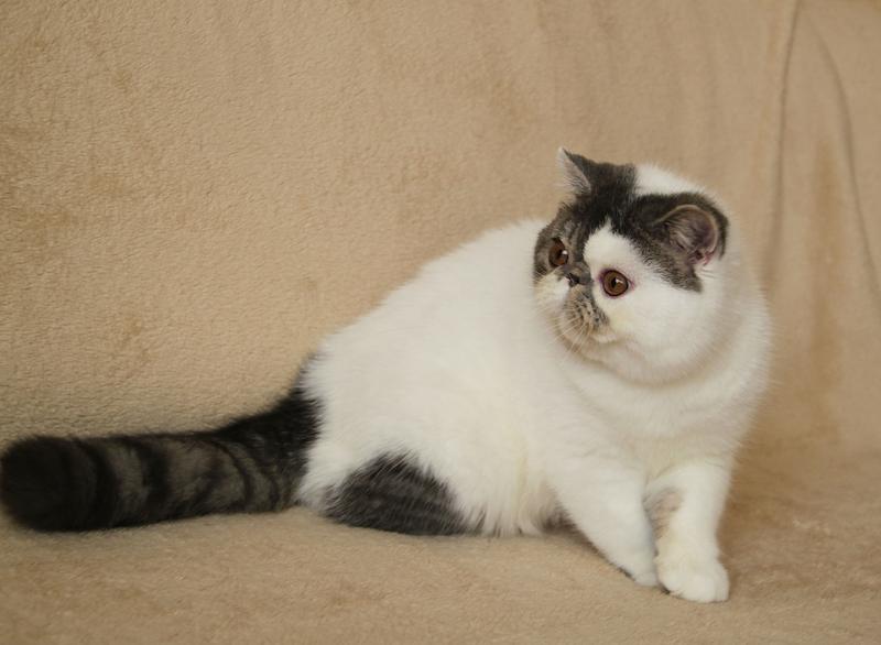 Svajone's Goodly Boy