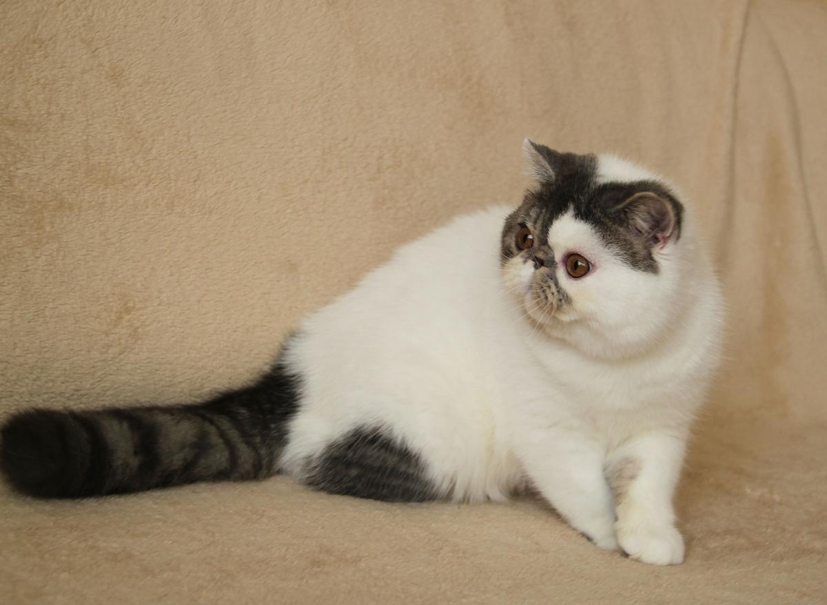 Svajone's Goodly Boy