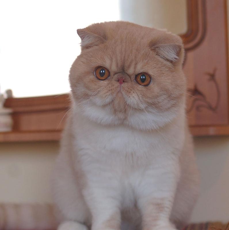 Ruslana's Wileyfox of Svajone