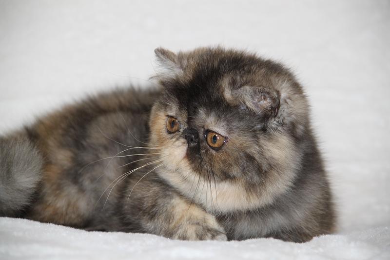 Svajone's Olive Dolci