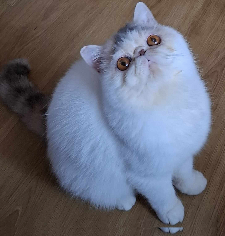 Svajone's Tootsie