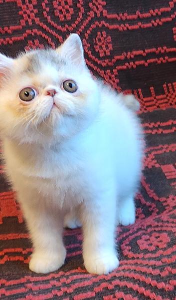 Svajone's Tootsie
