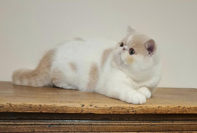 Svajone's Cappuccino